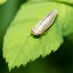 Silver Leafhopper thumbnail 3