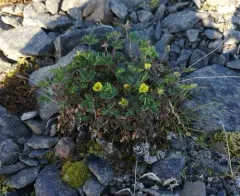 Arctic Cinquefoil thumbnail 4