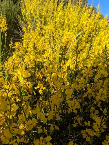 Spanish Broom