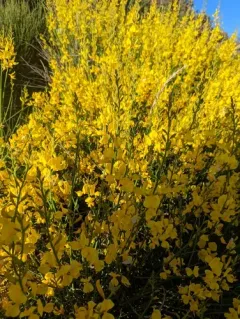 Spanish Broom thumbnail 1