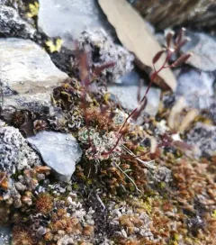 Snow Whitlowgrass thumbnail 4