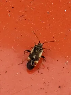 Polymerus unifasciatus thumbnail 2