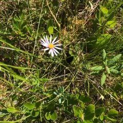 bog aster thumbnail 4