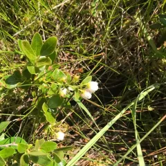 northern dwarf huckleberry thumbnail 3