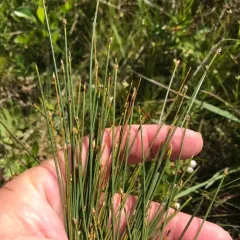 Tufted Bulrush thumbnail 4