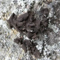 peppered rock tripe thumbnail 3