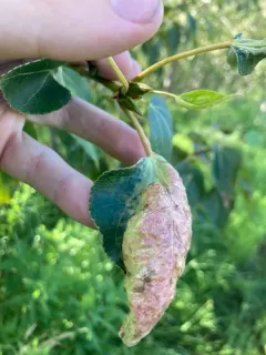 Thecabius populiconduplifolius thumbnail 2
