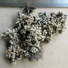 Cyphobasidium hypogymniicola thumbnail 3