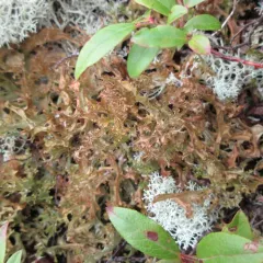 Striped Iceland Lichen thumbnail 4