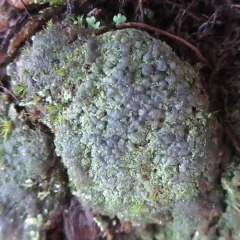 Shadow Dot Lichen thumbnail 3
