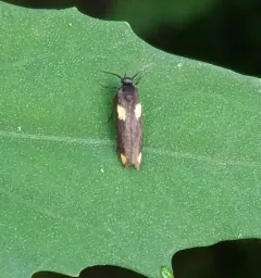 Scythris sinensis thumbnail 4