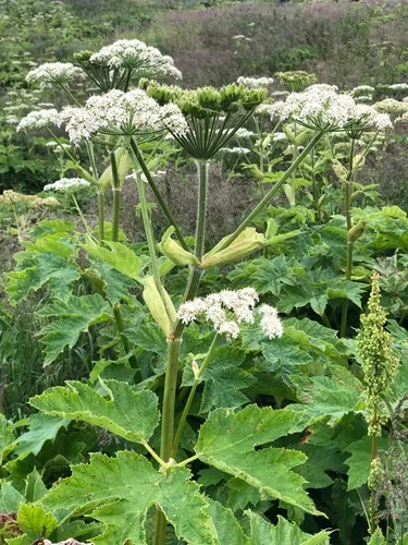 common cowparsnip