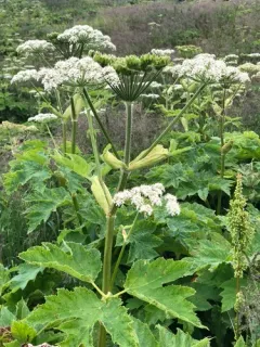 common cowparsnip thumbnail 1