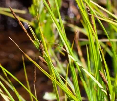 smooth black sedge thumbnail 2