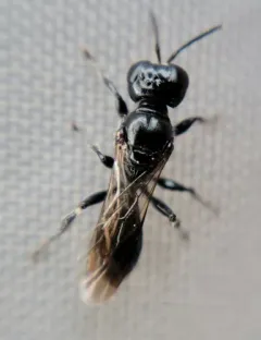 Crossocerus nigritus thumbnail 2