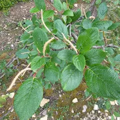 Rock Willow thumbnail 3