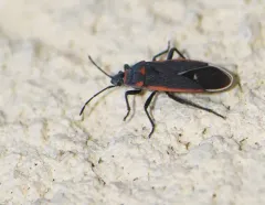 Charcoal Seed Bug thumbnail 2