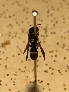 Ectemnius scaber thumbnail 2