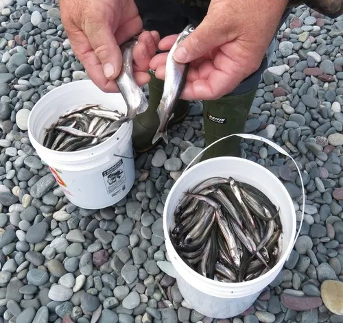 Atlantic Capelin