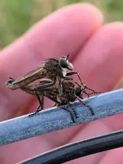 White-spined Bladetail thumbnail 3