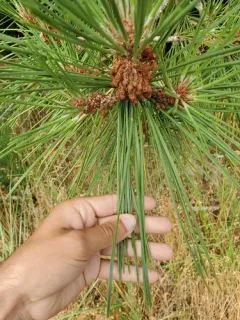 maritime pine thumbnail 2
