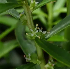 marsh mermaidweed thumbnail 3