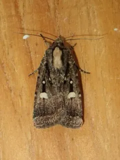 Abagrotis glenni thumbnail 3