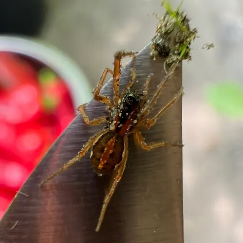 Big-eyed Thick-jawed Spider