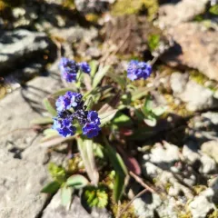 mountain forget-me-not thumbnail 3