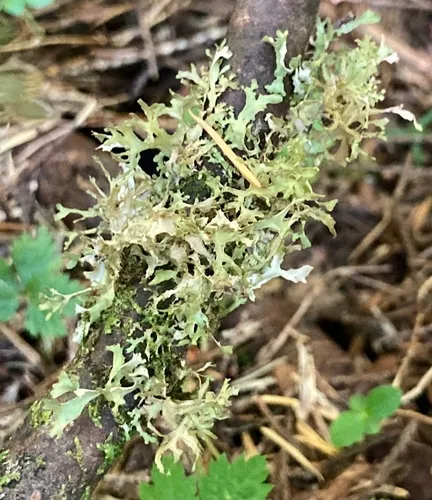 Arboreal Wrinkle Lichen