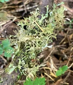 Arboreal Wrinkle Lichen thumbnail 1