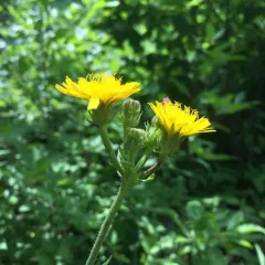 Hawkweed Oxtongue thumbnail 4