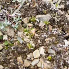 Snow Pearlwort thumbnail 2