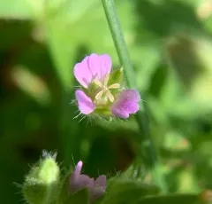 Small-flowered Crane's-bill thumbnail 3