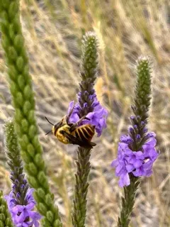 Megachile fortis thumbnail 3