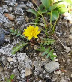 Alaska Dandelion thumbnail 3