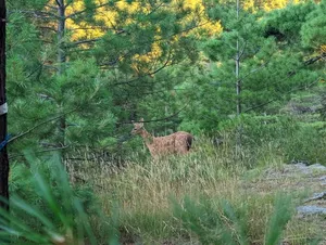 White-tailed Deer thumbnail 5