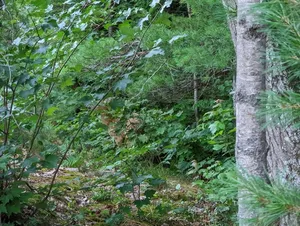 White-tailed Deer thumbnail 4