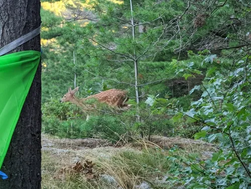 White-tailed Deer