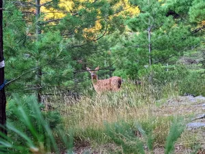 White-tailed Deer thumbnail 6