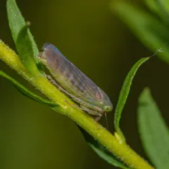 Chlorotettix tergatus thumbnail 4