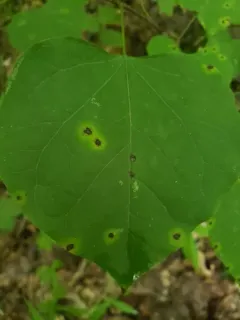 Passalora cercidicola thumbnail 2
