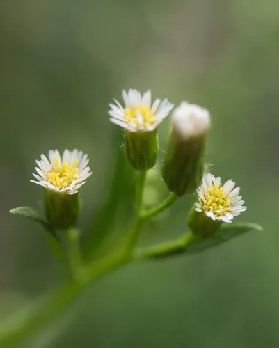 horseweed