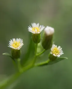 horseweed thumbnail 1
