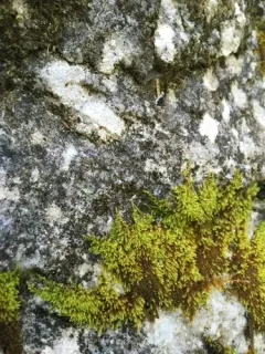 Haller's Feather-moss thumbnail 2