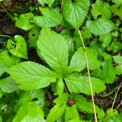 Goldenseal thumbnail 2