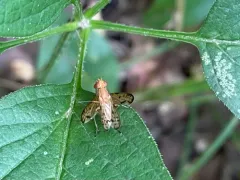 Tetanocera clara thumbnail 3