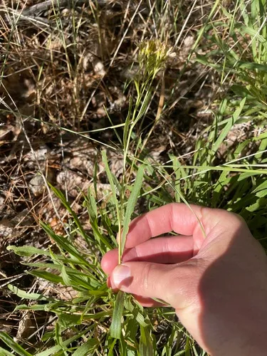 Rock Goldenrod