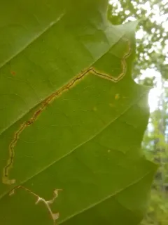 Stigmella castaneaefoliella thumbnail 3
