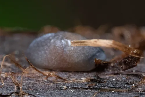 Sheathed Slug